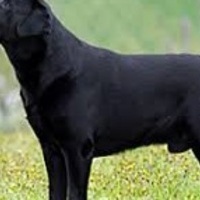 Hundefreund75's Avatar