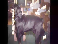 Vacations with his pet
