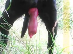 Largest Dog Cock