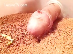 Harvester ants