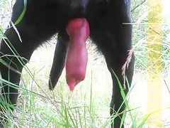 pollazo