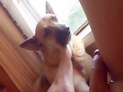Footjob dog