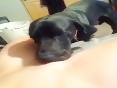 Un perro con suerte