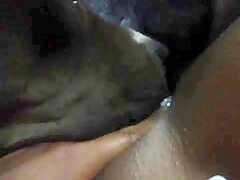 My dog lick my pussy before go to sleep
