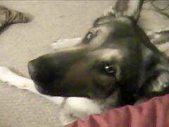dog and me