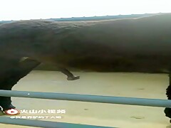 horse